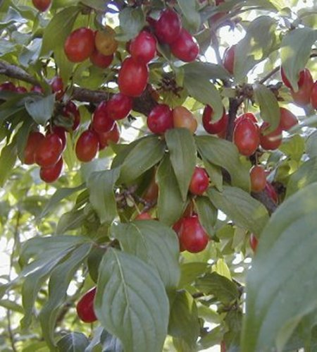  Image name: corniolo3.jpg 
 width: 450 pixel 
 height: 499 pixel 
 Size: 51587 bytes 
 Click to enlarge 